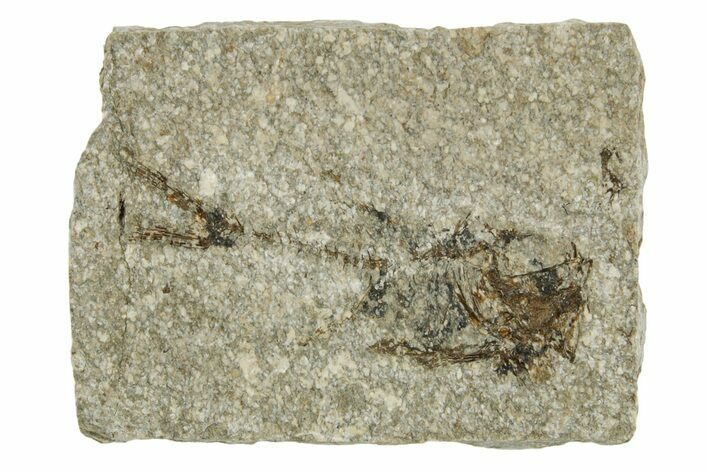 Oligocene Fossil Deep-Sea Hatchetfish (Polyipnus) - Poland #374279